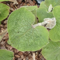 Saruma henryi